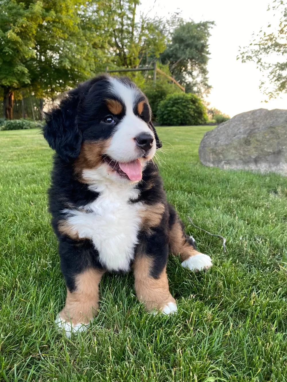 Bernese Mountian Dog