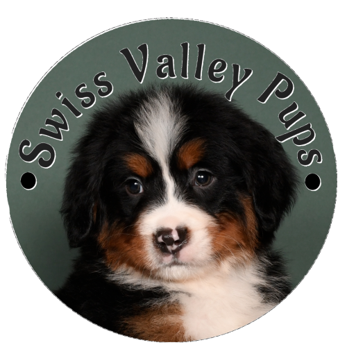 Swiss Valley Pups