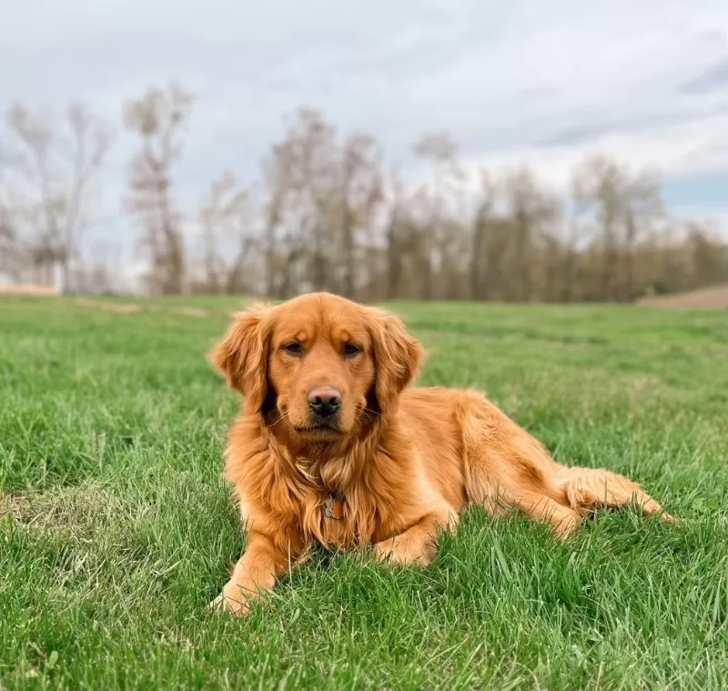 Puppy Name: Nash