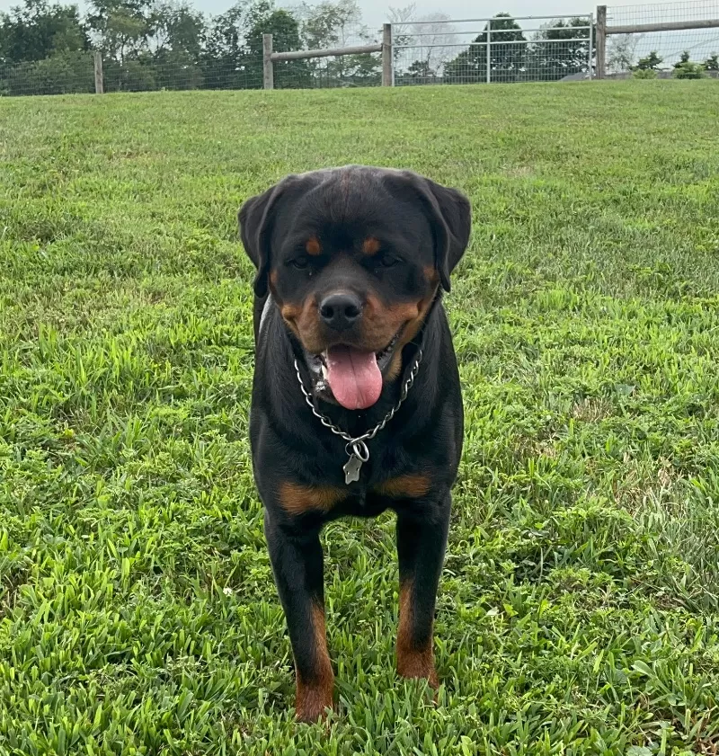 Puppy Name: Lizzo