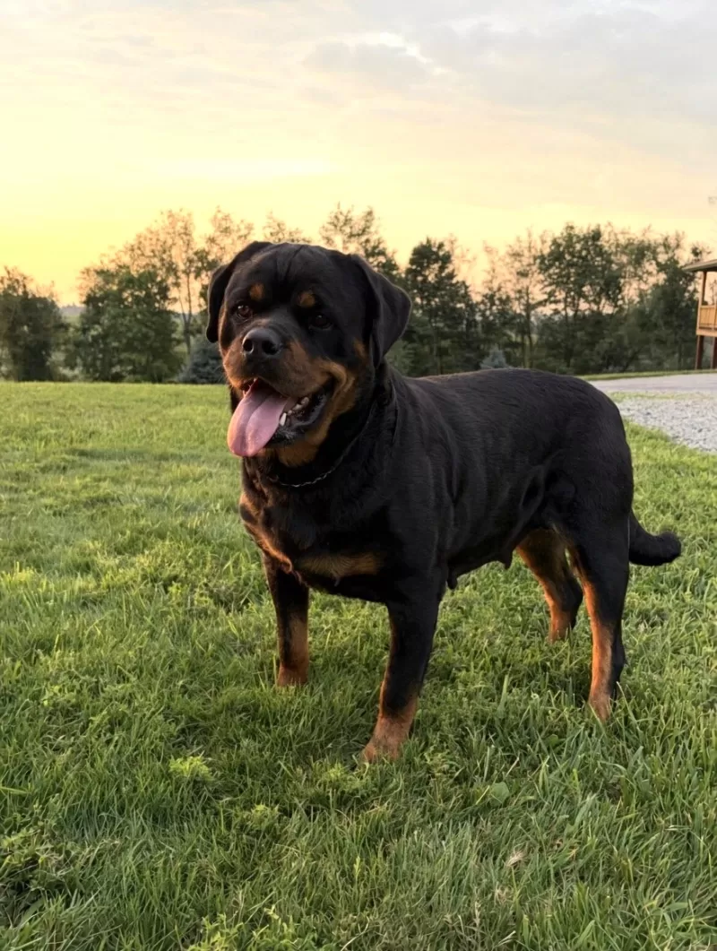Puppy Name: Lizzo