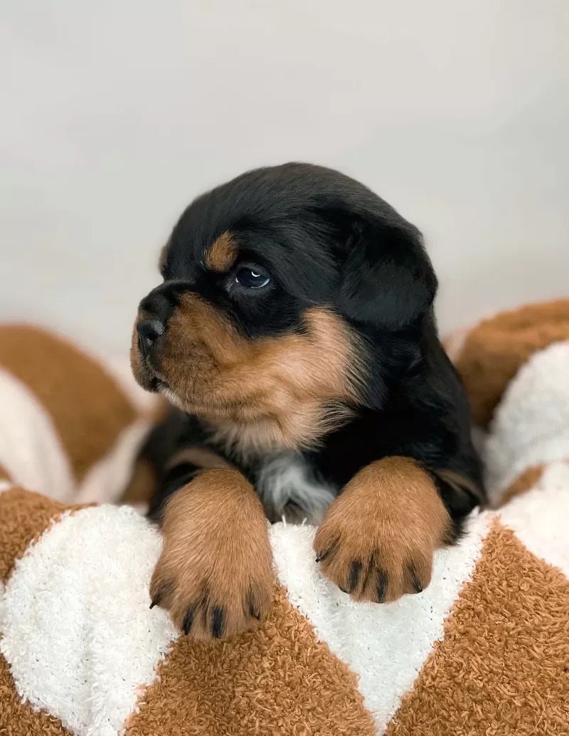 Puppy Name: Zoe