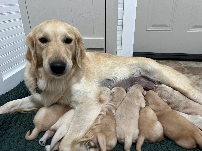 Puppy Name: Navy and Nash Litter