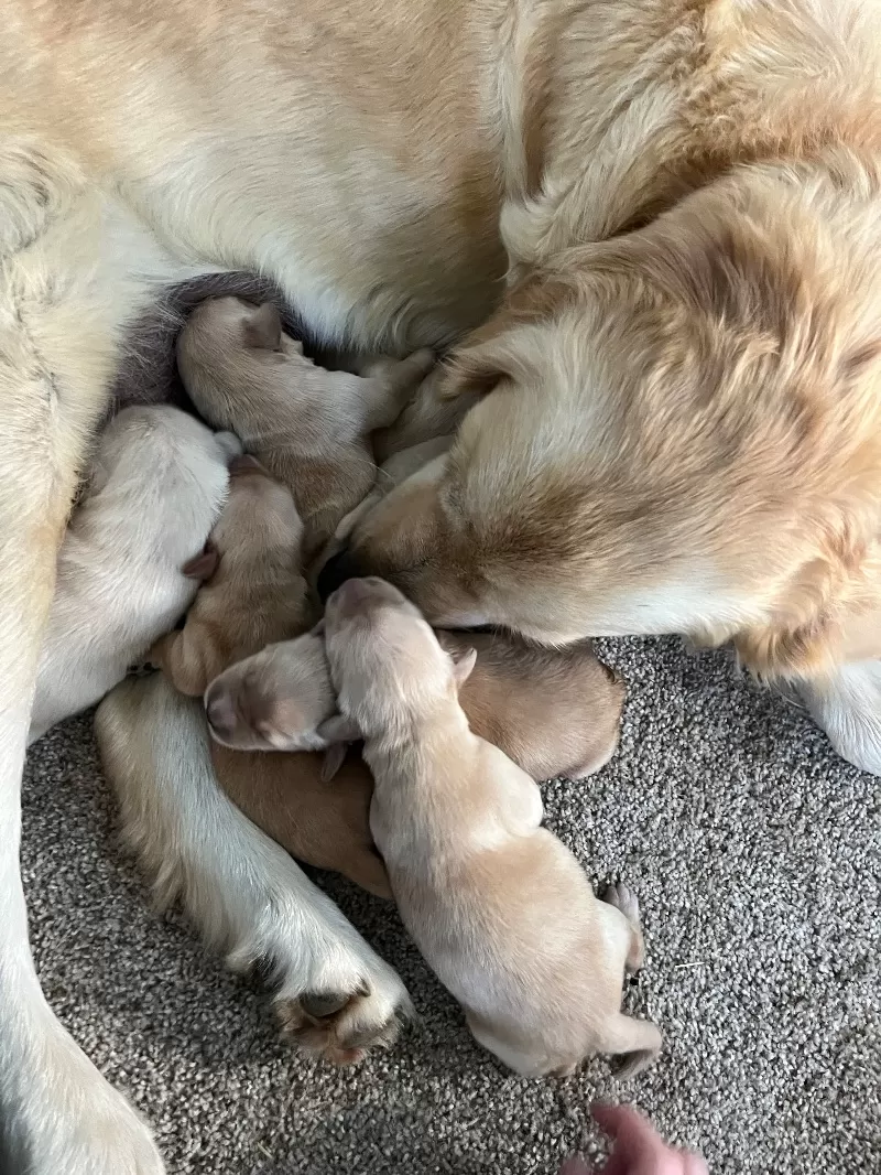 Navy and Nash Litter