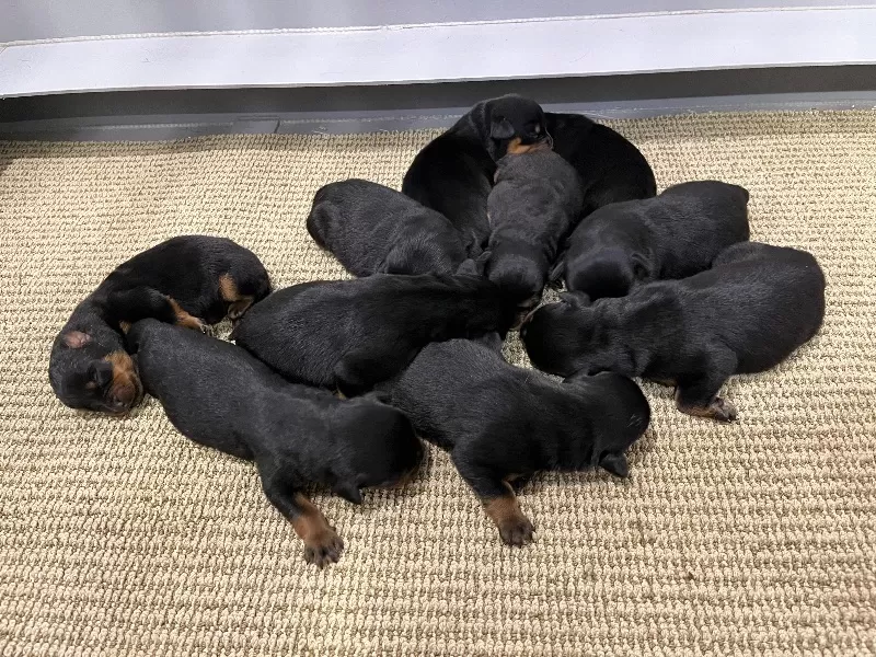 Apex and Raven Litter