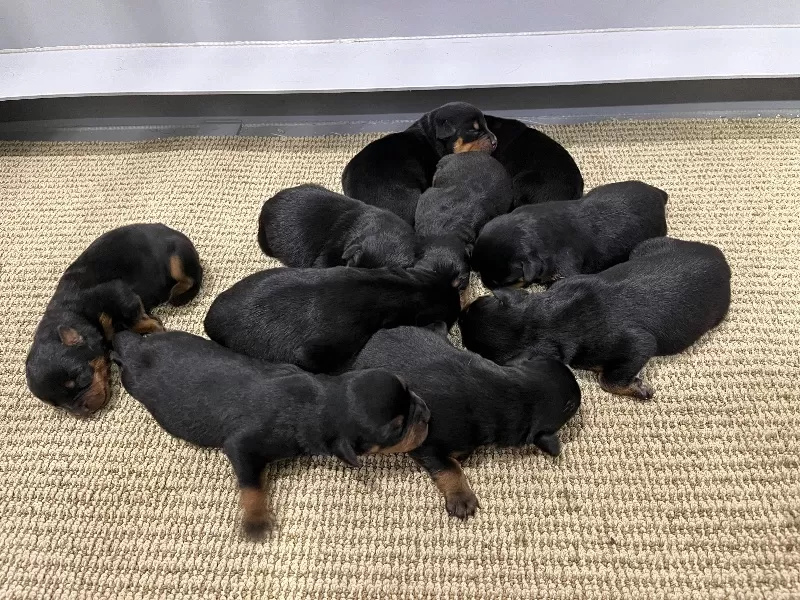 Apex and Raven Litter