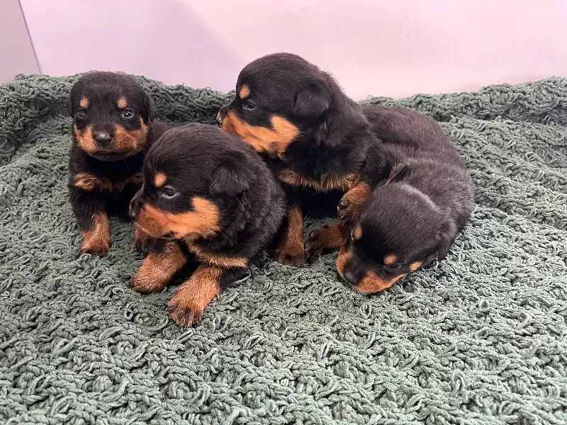 Apex and Raven Litter