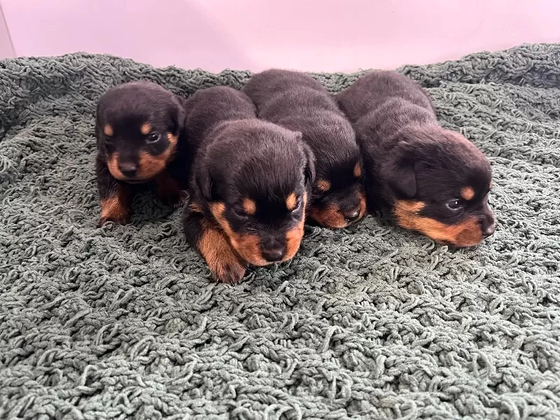 Apex and Raven Litter