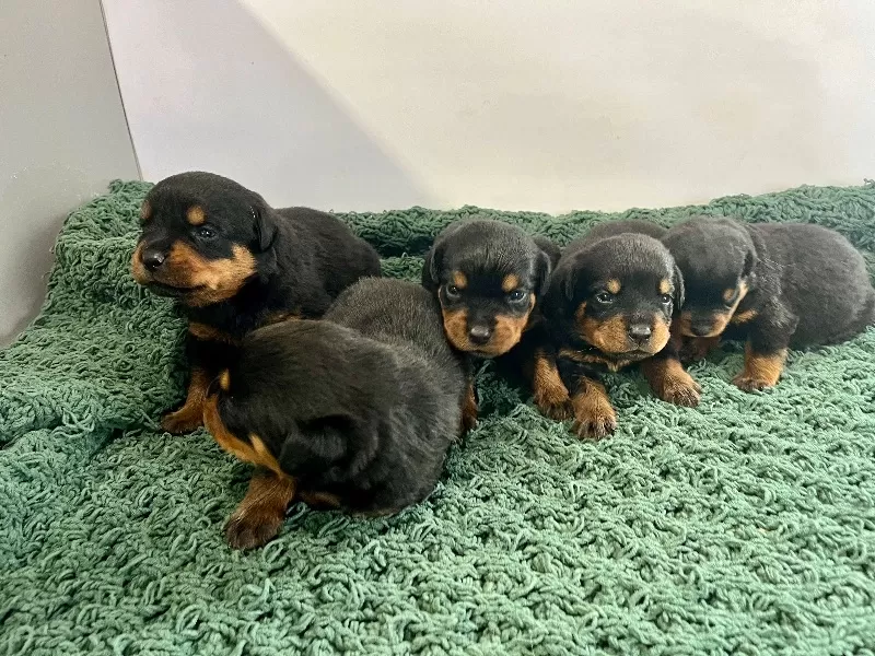 Apex and Raven Litter