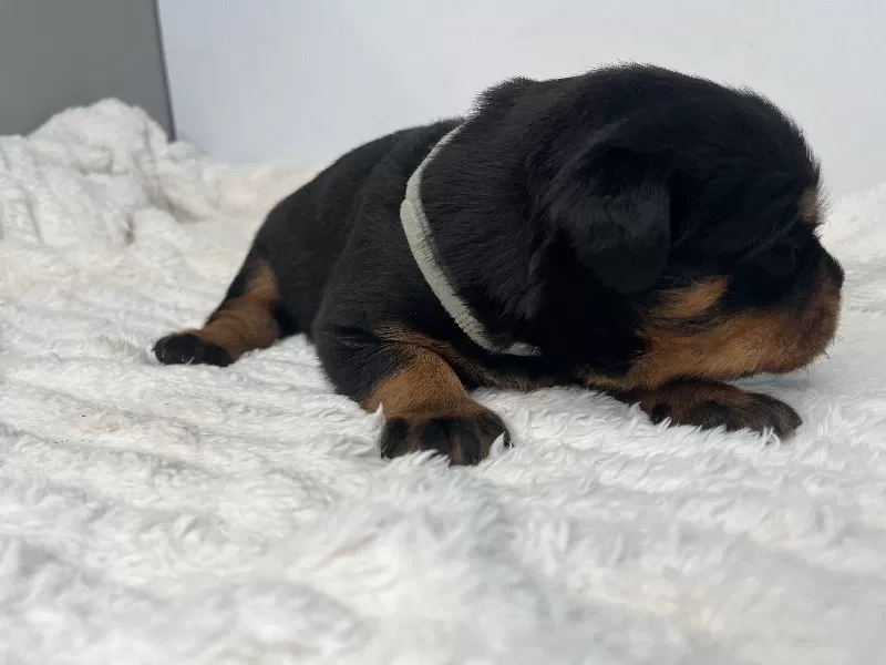 Mia
