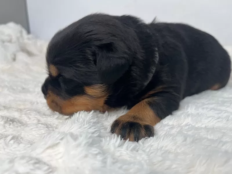 Mia
