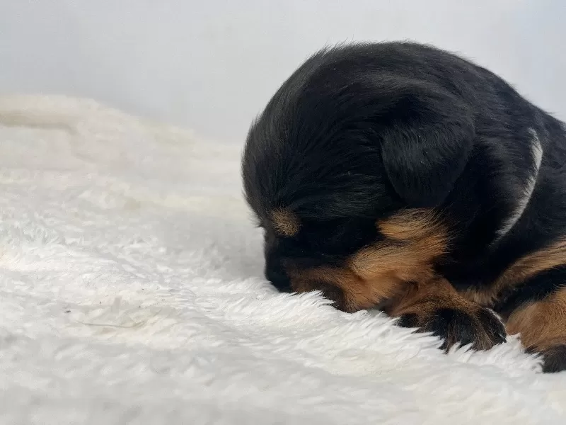 Mia