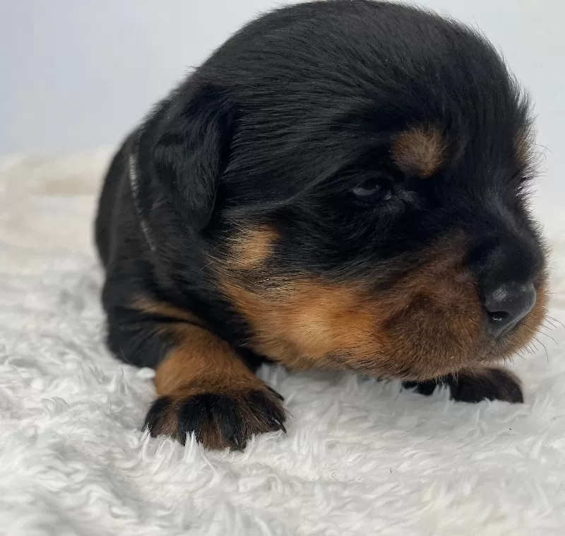 Mia