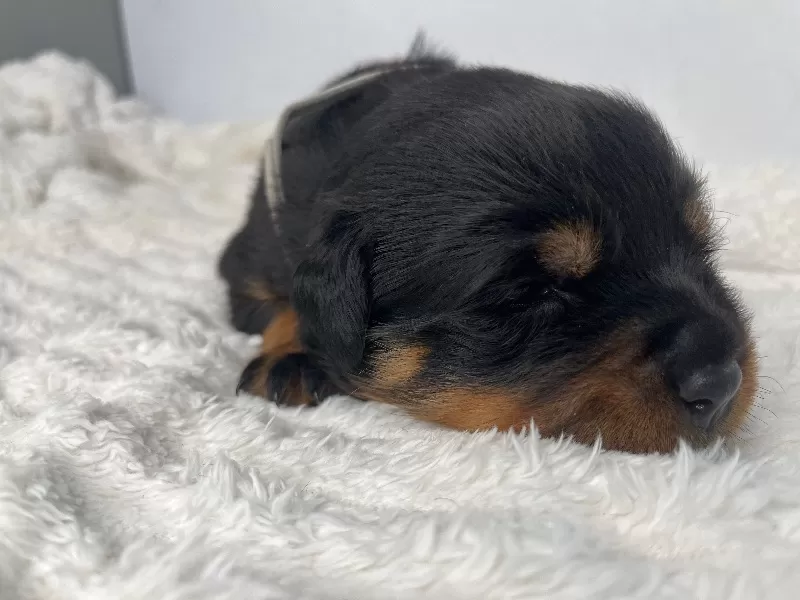 Mia