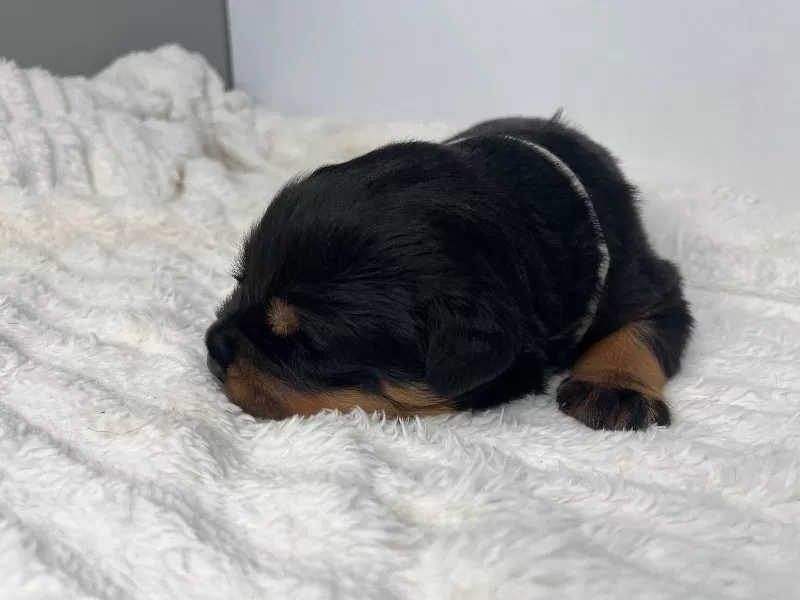 Mia