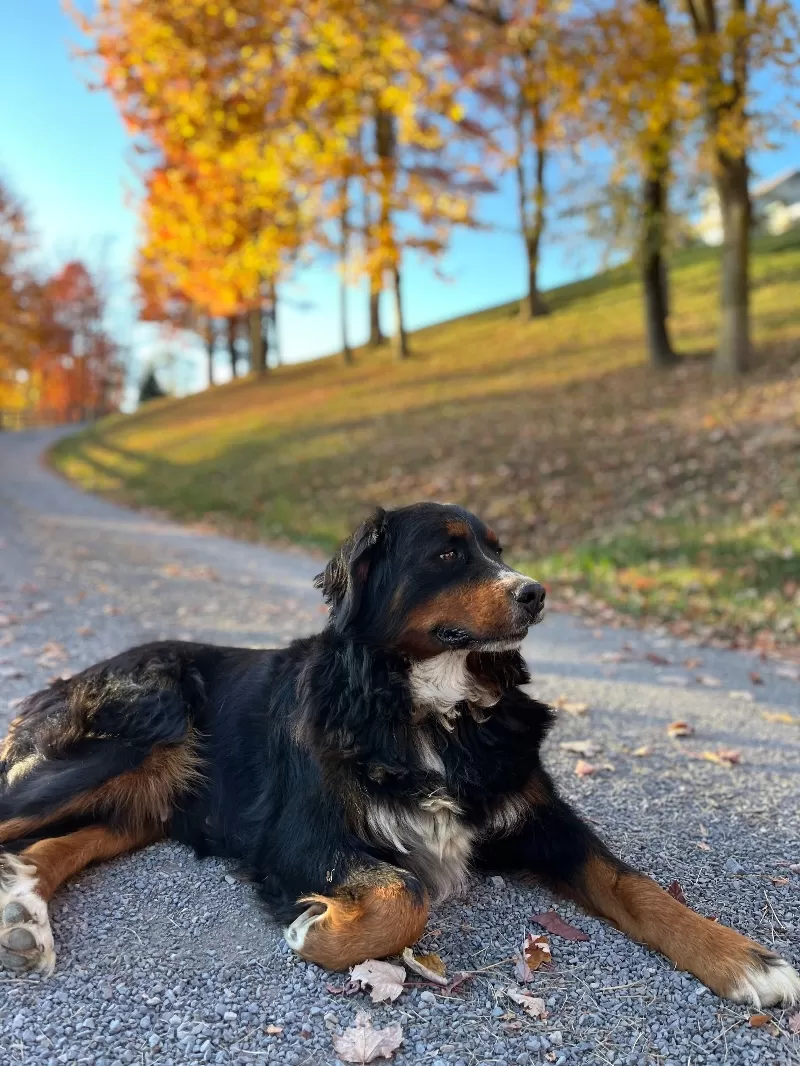 Stella