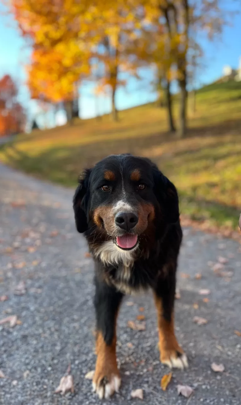 Stella