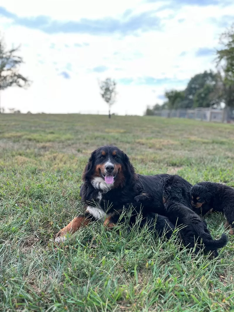 Stella