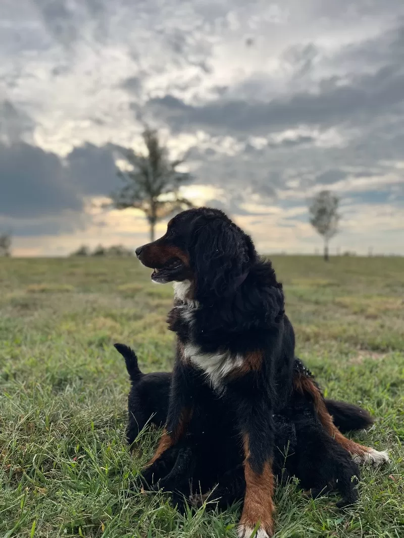 Stella