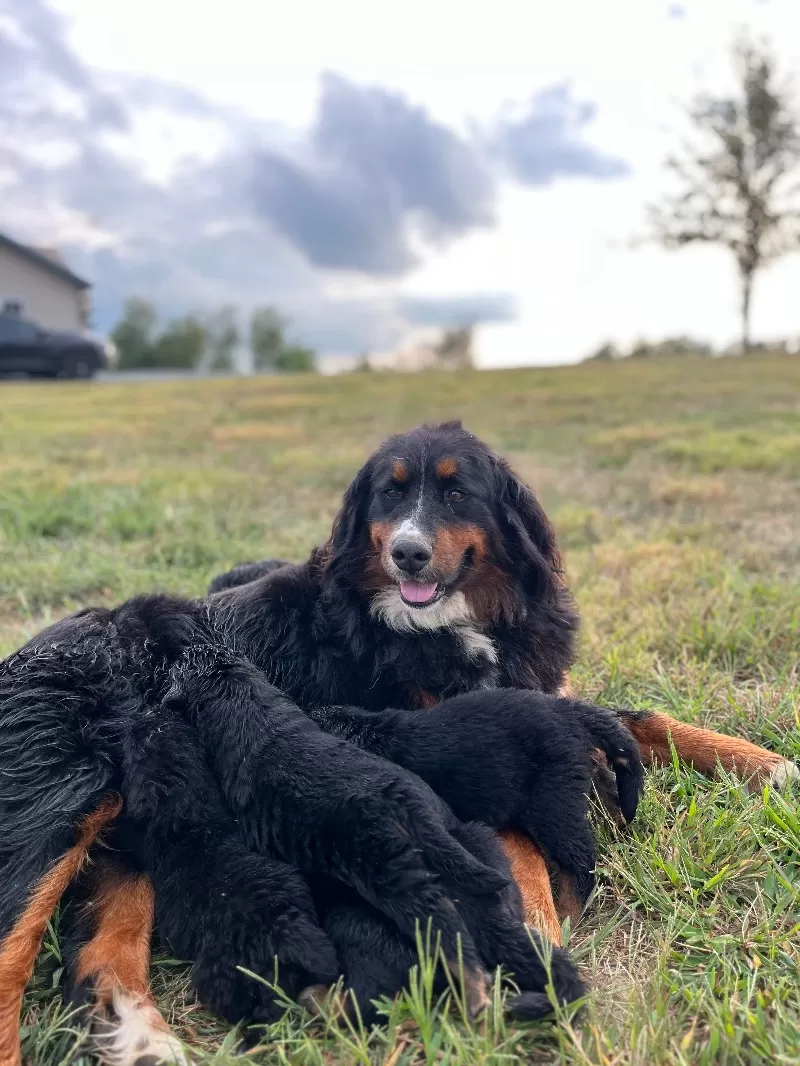 Stella