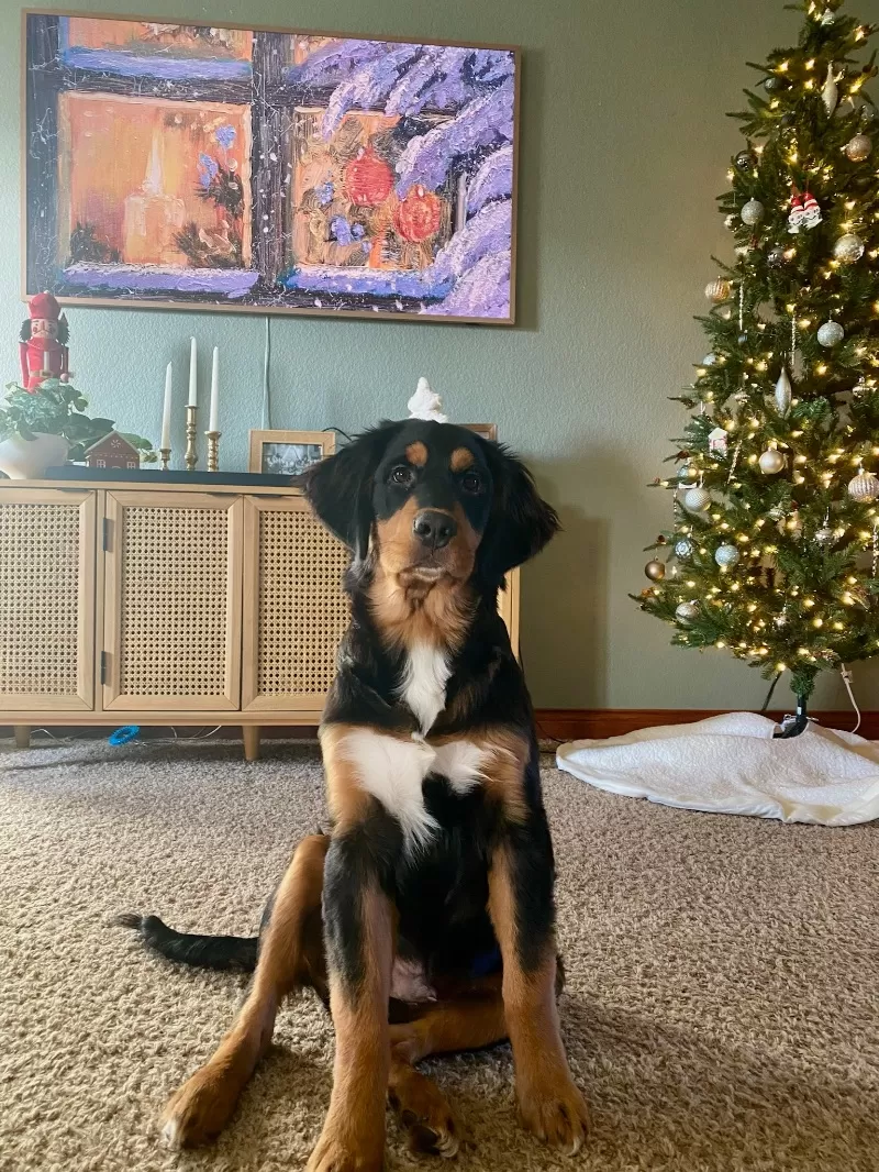 Jojo/Nash Litter Coming soon