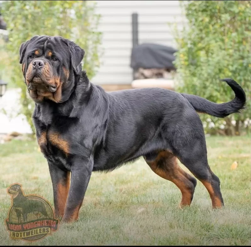 Sindy and Apex litter Expected on Oct 17