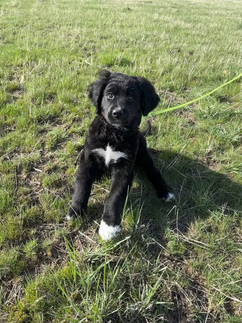 Jojo and Nash Litter