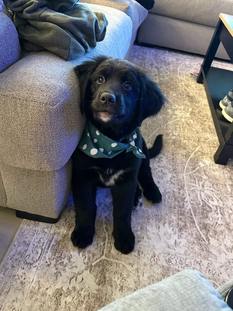 Jojo and Nash Litter