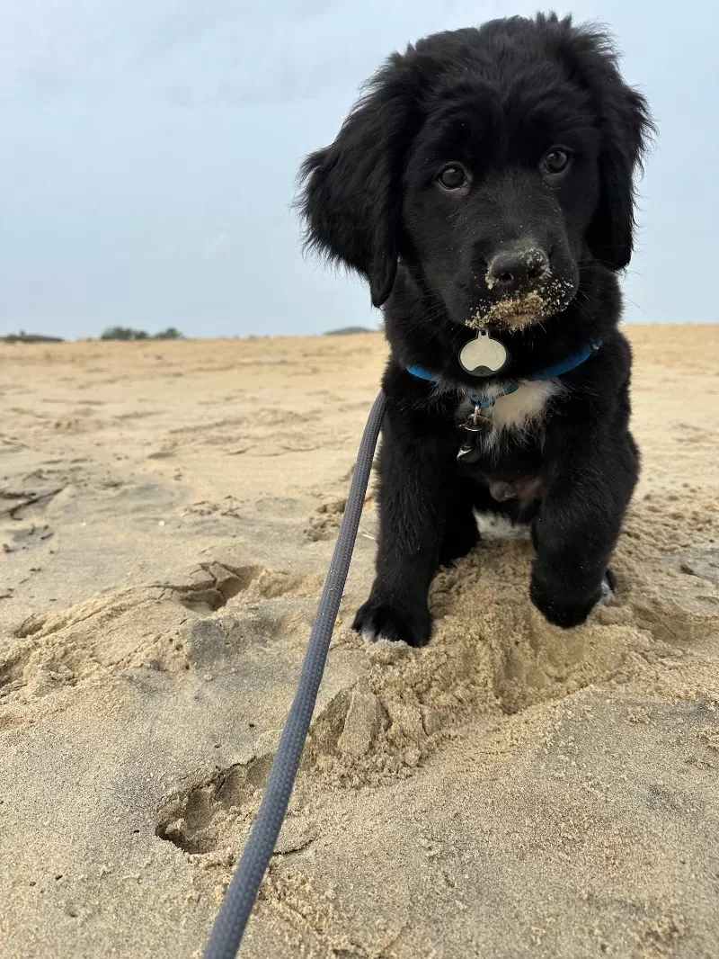 Jojo and Nash Litter