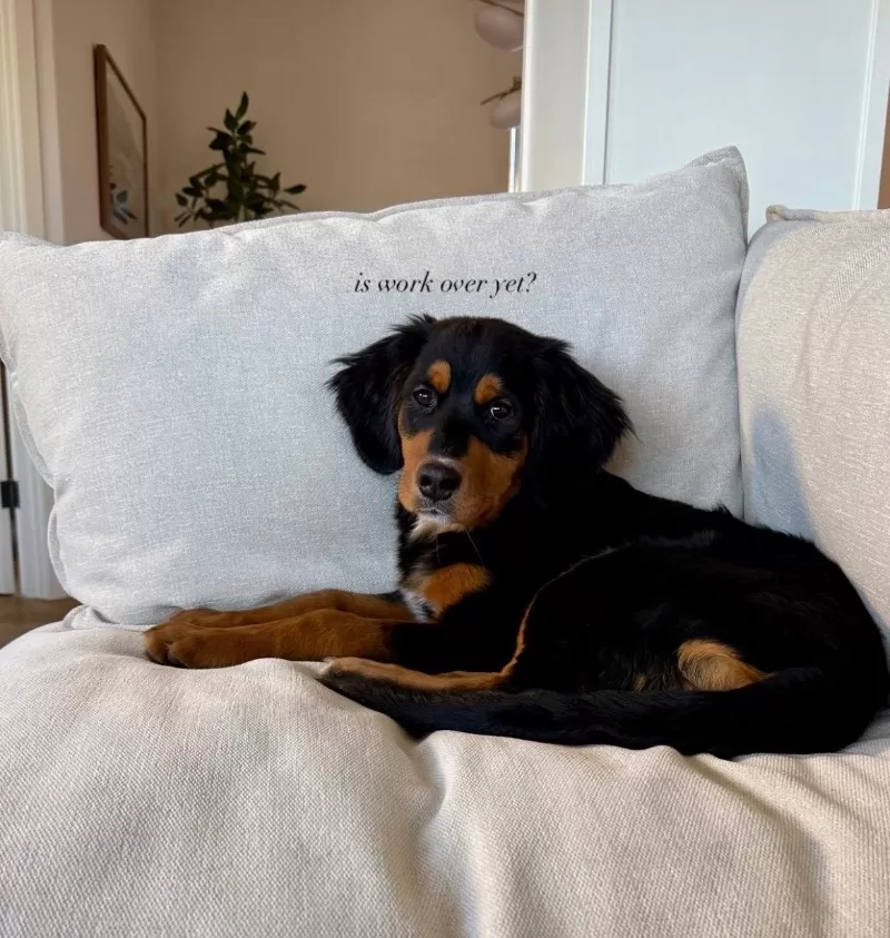 Jojo and Nash Litter