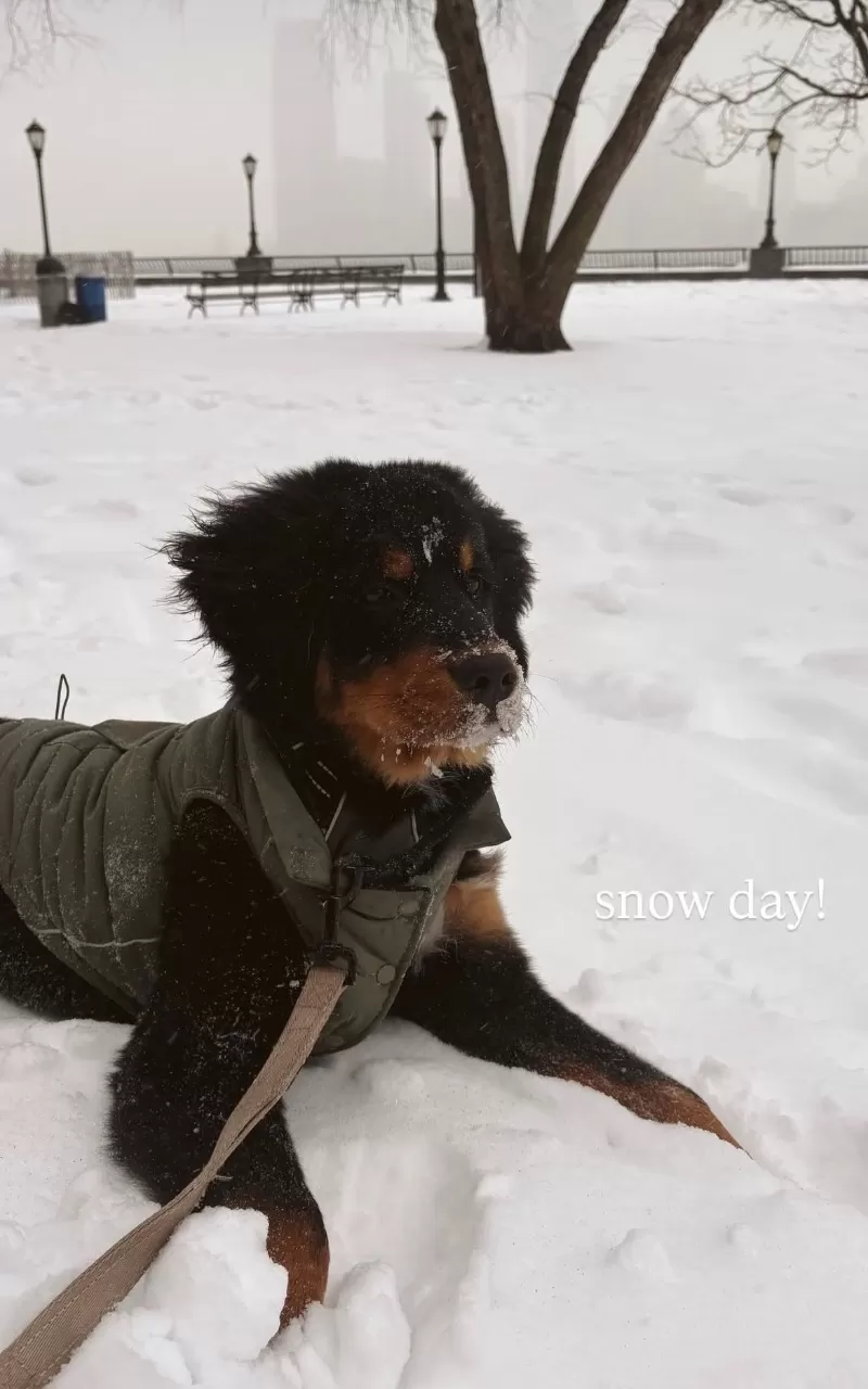 Jojo and Nash Litter