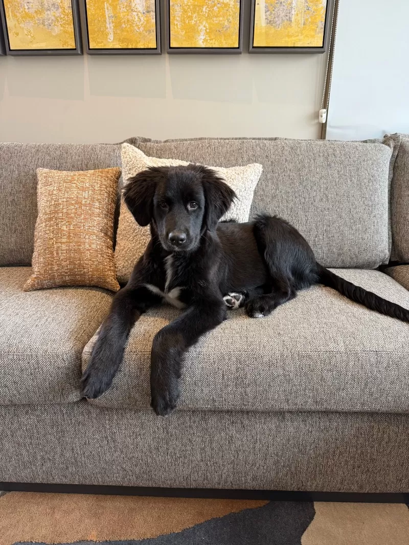 Jojo and Nash Litter