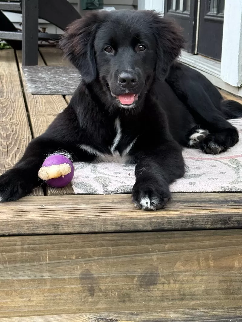 Jojo and Nash Litter