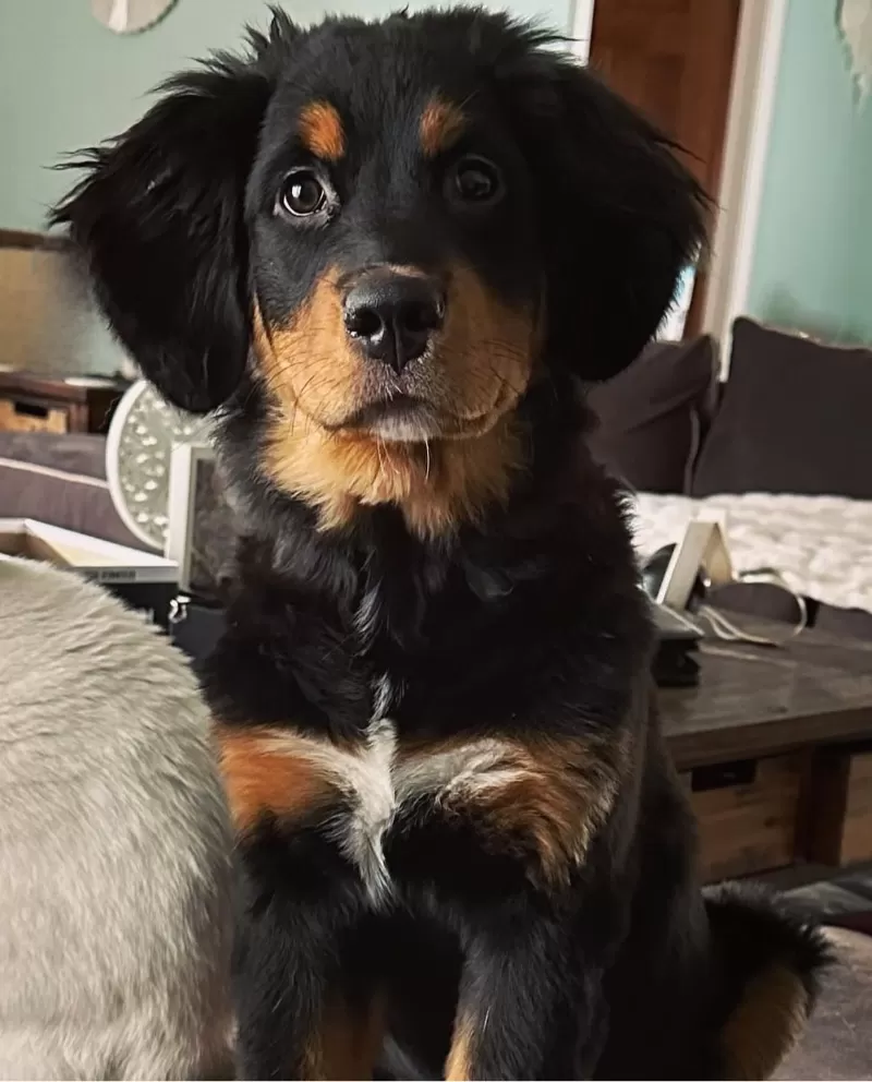 Jojo and Nash Litter