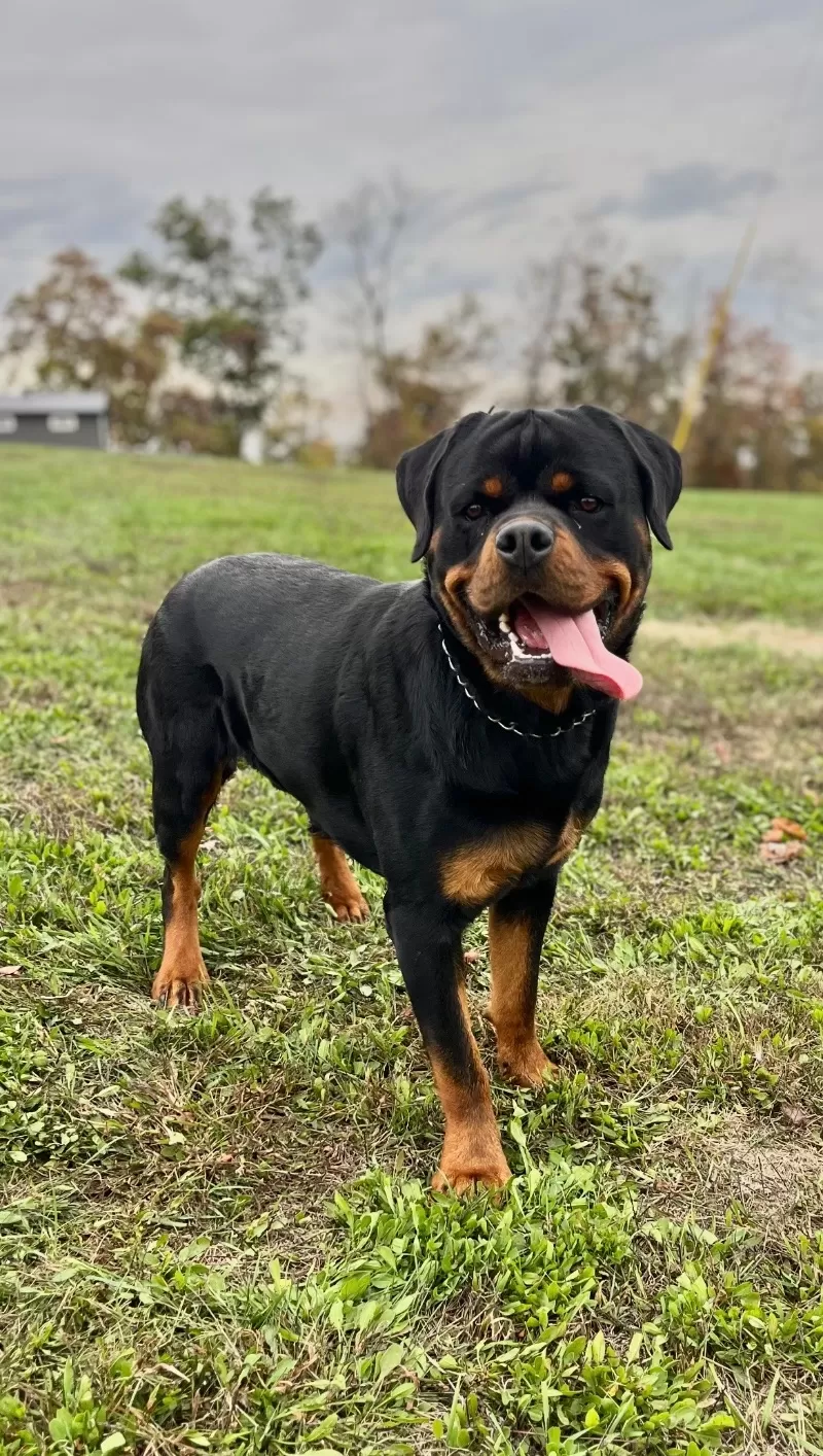 Puppy Name: Ozzie