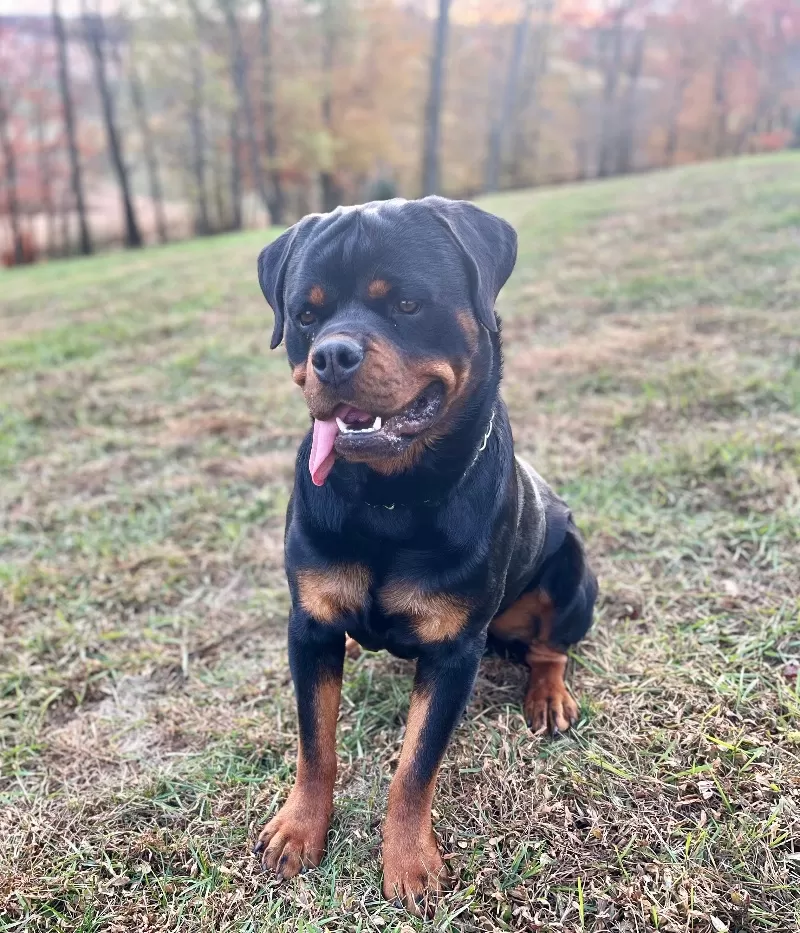 Ozzie