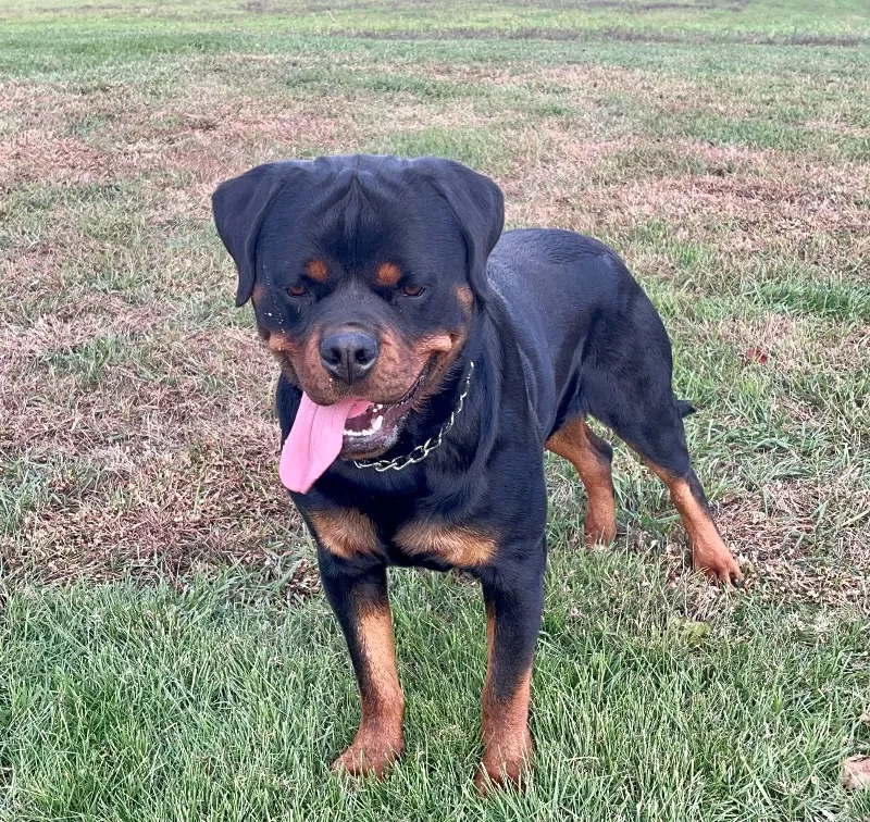 Ozzie