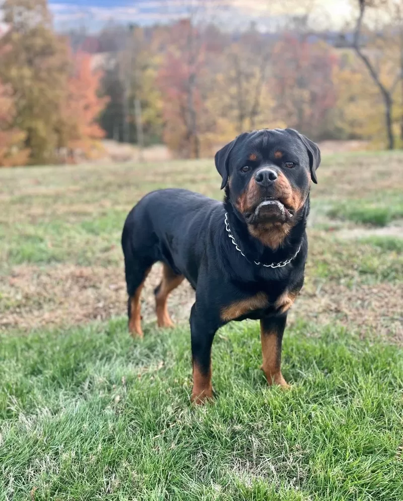 Ozzie