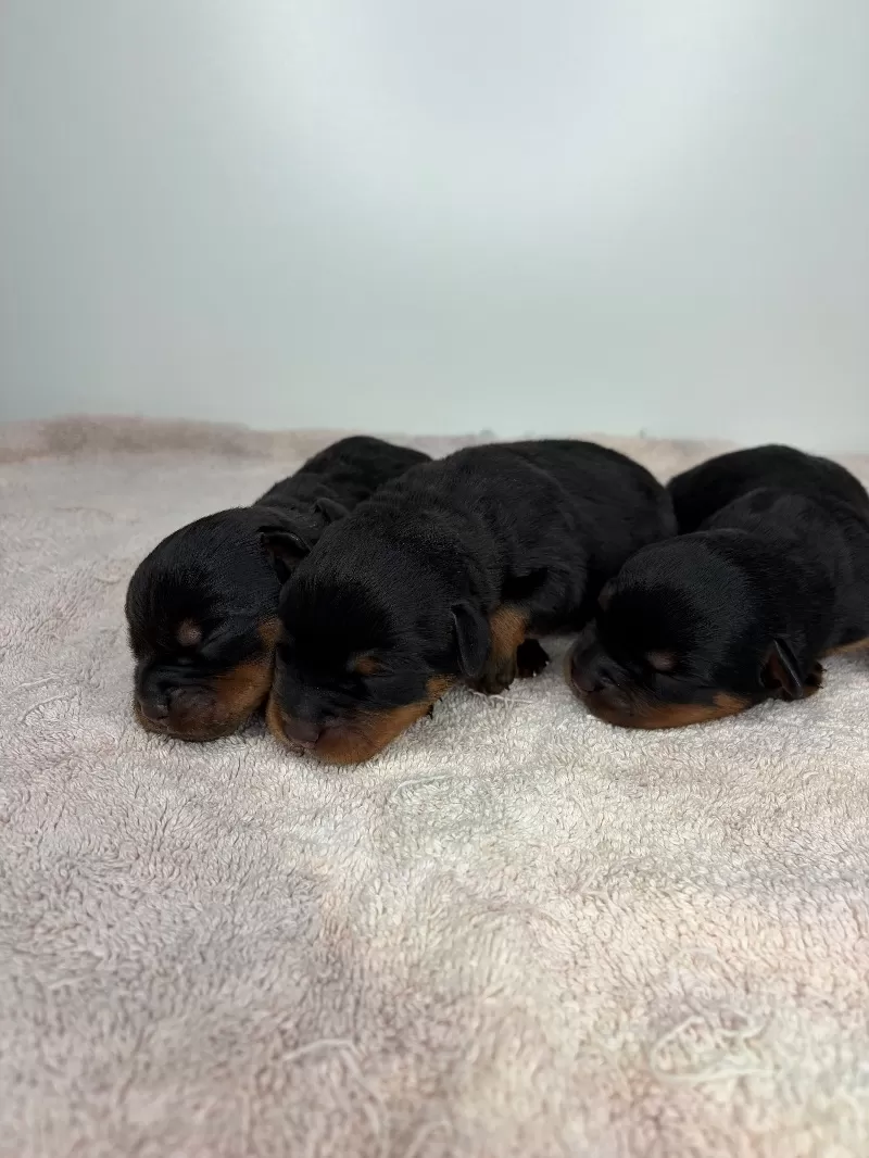 Puppy Name: Lizzo and Ozzy Litter
