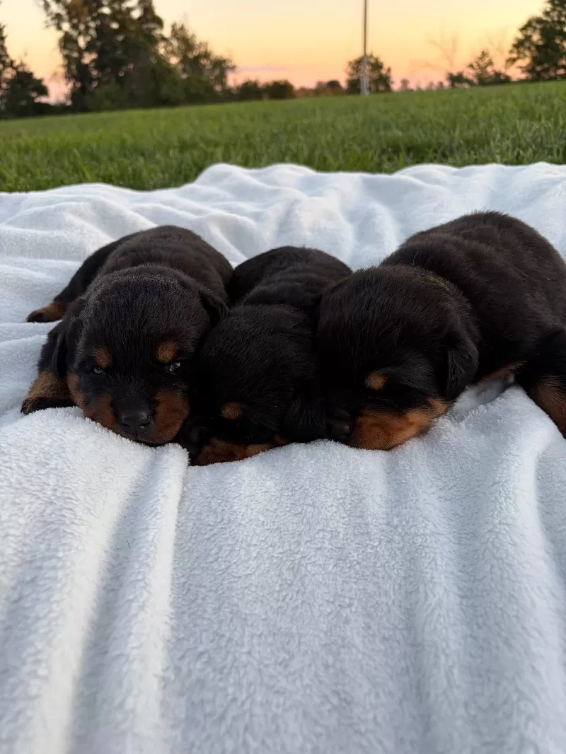 Puppy Name: Lizzo and Ozzy Litter