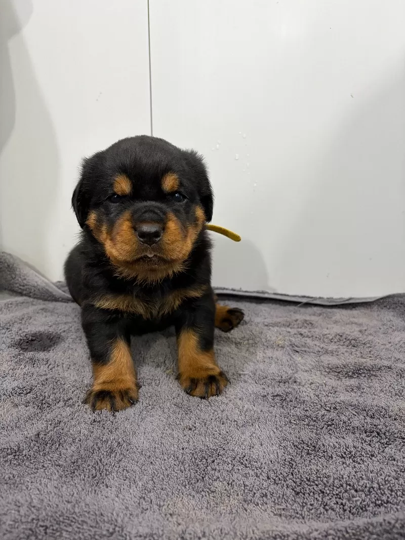 Puppy Name: Lizzo and Ozzy Litter