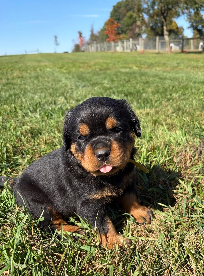 Puppy Name: Lizzo and Ozzy Litter