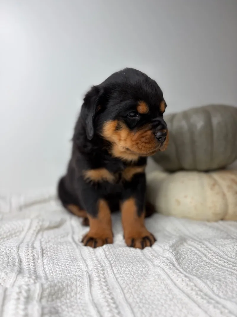Puppy Name: Adell