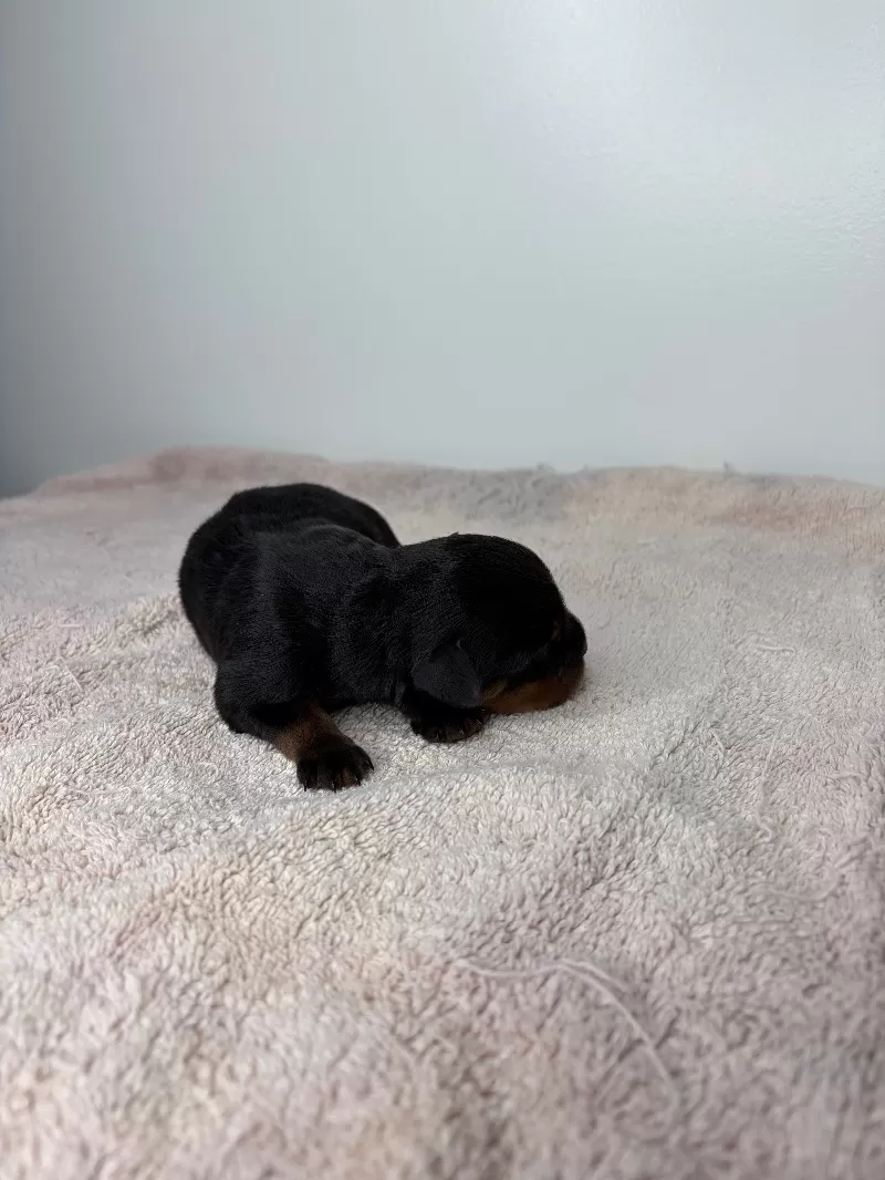 Lizzo and Ozzy Litter