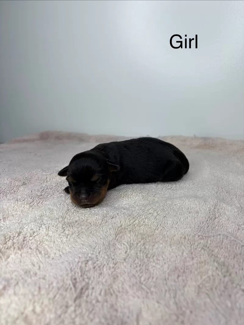 Lizzo and Ozzy Litter