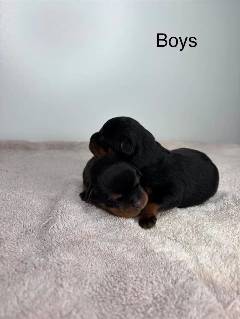 Lizzo and Ozzy Litter