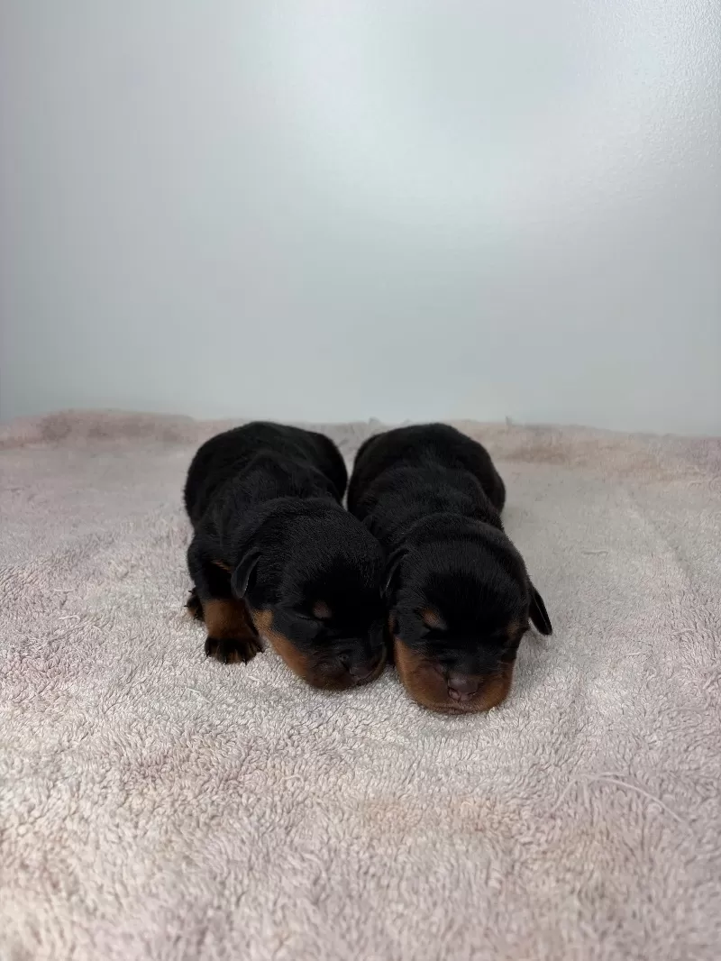 Lizzo and Ozzy Litter