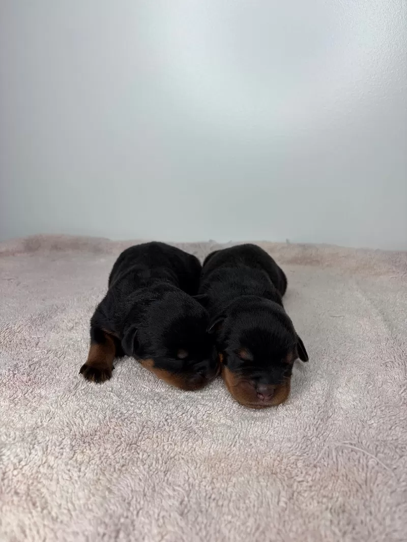 Lizzo and Ozzy Litter