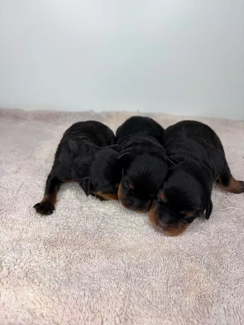 Lizzo and Ozzy Litter