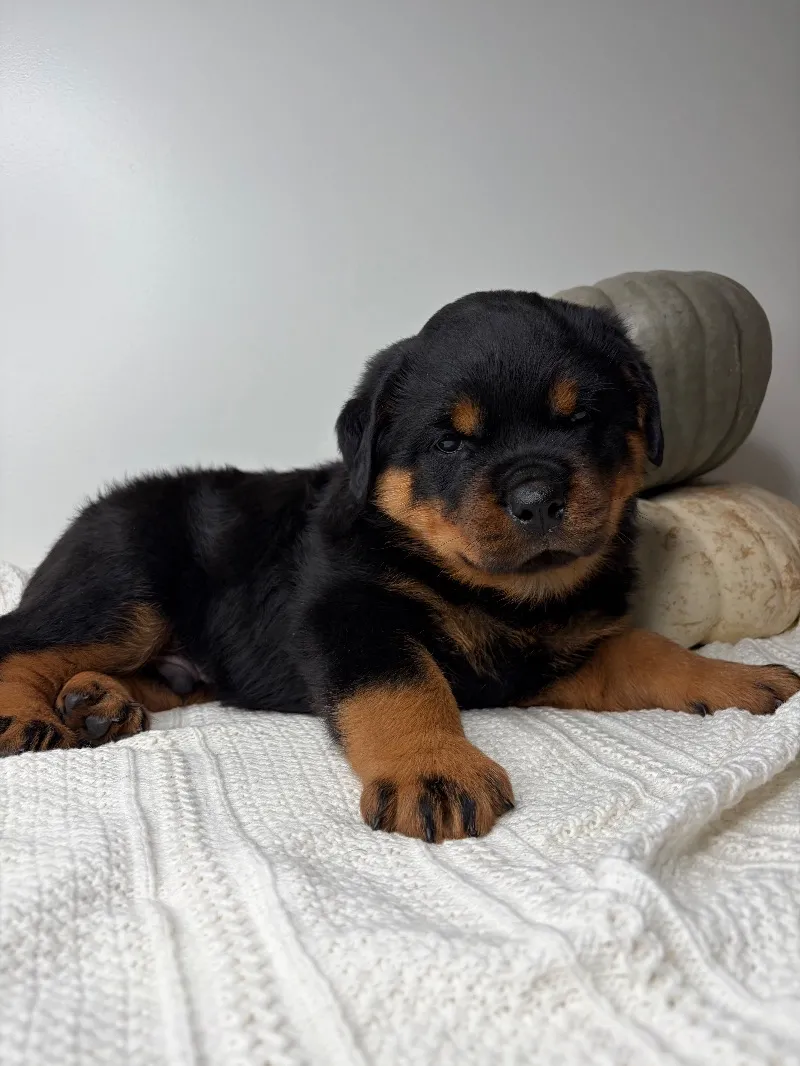 Puppy Name: Chase